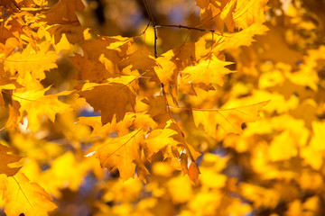 Colourful leaves in autumn season