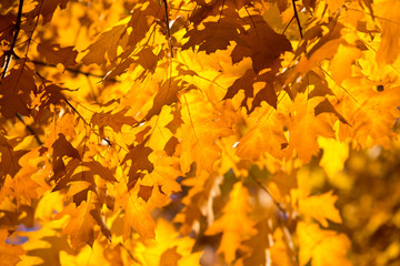 Fototapeta na wymiar Colourful leaves in autumn season