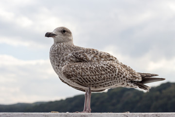Closeup of seagull bird standing next to water