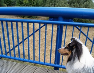Collie auf einer blauen Brücke,hund, haustier, collie, canino, tier, hübsch, shetland sheepdog,...