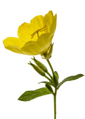 Yellow flower of Evening Primrose, lat. Oenothera, isolated on white background