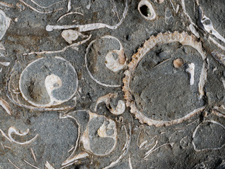 Sedimentary Rock with Shells