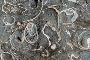 Sedimentary Rock with Shells