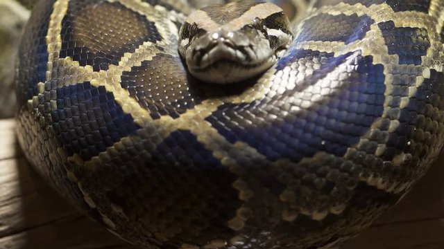 Thai python snake, head close up.

