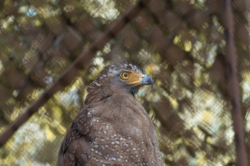 Forrest Eagle