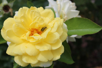yellowrose