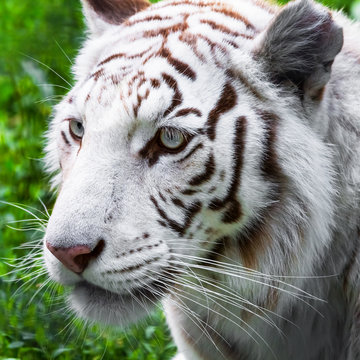 White tiger