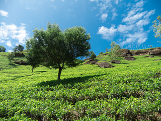 Fototapeta na wymiar tea plantation