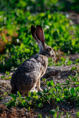 Rabbit