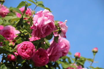 historische Rose Louise Ordier