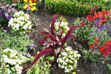 Staudenbeet,garden, blume, green, natur, rot, pflanze, aufbl&uuml;hen, gras, blatt, sommer, gartenarbeit, essen,pampasgras, malve, staudenpflanzen, hornbach, obi, bauhaus