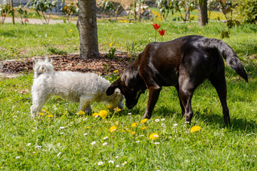 Obraz premium Hunde im Garten