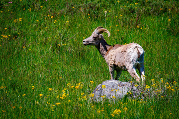 Fototapeta premium Yellowstone Wildlife: Bighorn sheep