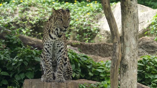 Leopard sitting, Close up.
