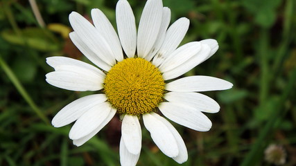 Beautiful yellow and white Marguerite, ox-eye-daisy, (Leucanthemum vulgare)