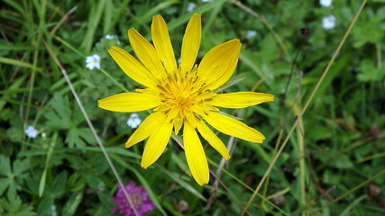 arnica - yellow flower, (Arnica montana)