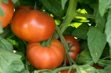 Tomatoes on Plant