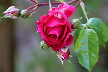 rote Kletterrose