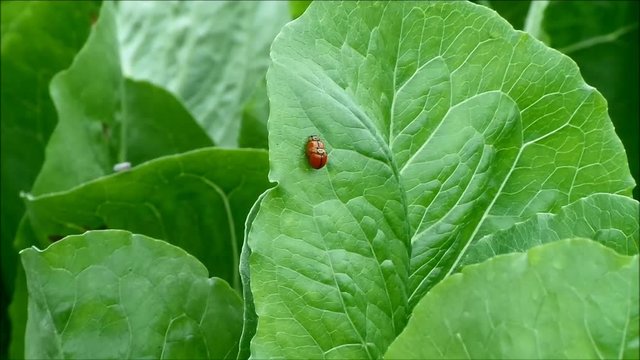 Pair of red ladybug walking while making love on vibrant green organic vegetable leaf 