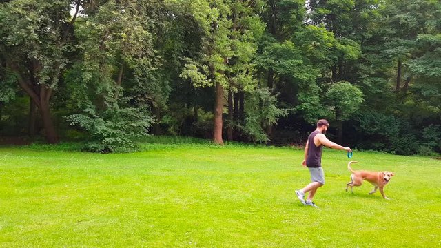 Junger Mann spielt mit seinem Hund (Labrador)im park mit einem blauen Ring
