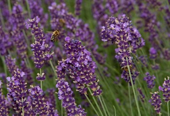 Honey bee on meadow  lavender