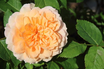 englische Rose