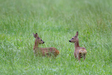 Two Roe deer fawns, twins of about 8 weeks old, in a meadow during a rain shower