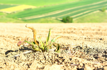Dry plant in arid field with green rich farming background - Concept of Inequality in the distribution of wealth in the world - Droughts and climate change effects