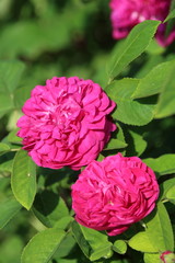 historische  Rose