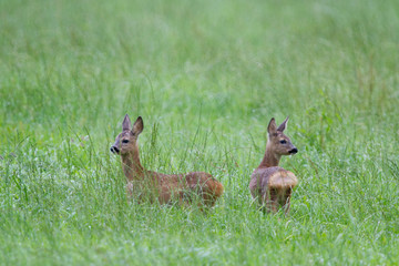 Two Roe deer fawns, twins of about 8 weeks old, in a meadow during a rain shower