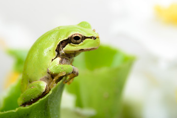 ニホンアマガエル