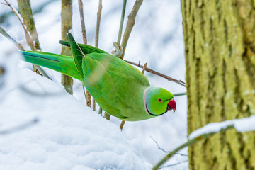 ring neck parakeet during snowy period in European winter © andrewbalcombe