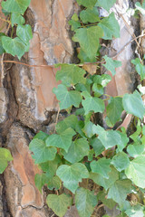 Background Texture Ivy