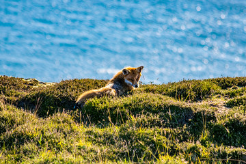 Wild Red Fox Soaking in the Sun on a Cliff top By the Sea British Native Wildlife
