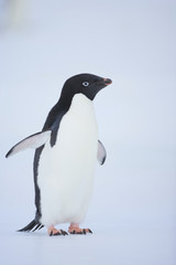 Adelie penguin (Pygoscelis adeliae)