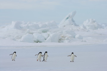 A group of Adelie Penguins (Pygoscelis adeliae) marching on the ice, Antarctica