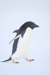 Adelie penguin (Pygoscelis adeliae)