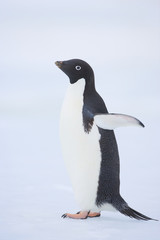 Obraz premium Adelie penguin (Pygoscelis adeliae)