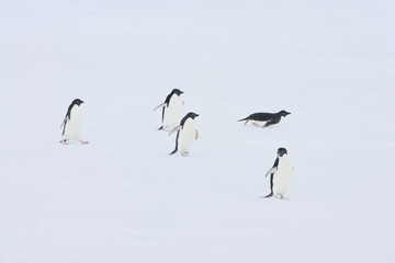A group of Adelie Penguins (Pygoscelis adeliae) jumping from the ocean on to the ice, Antarctica