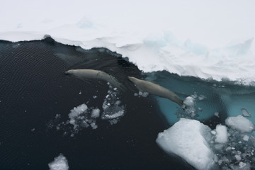 A group of crabeater seals (Lobodon carcinophagus) in an open lead in the fast ice, Weddel Sea, Antarctica