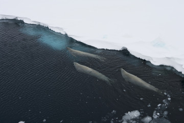 A group of crabeater seals (Lobodon carcinophagus) in an open lead in the fast ice, Weddel Sea, Antarctica
