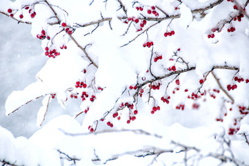 Hawthorn berries under snow