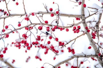 Hawthorn berries under snow