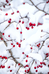 Hawthorn berries under snow