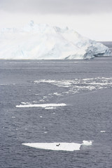 Tabular icebergs, Weddell Sea, Antarctica