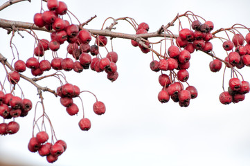 Hawthorn berries