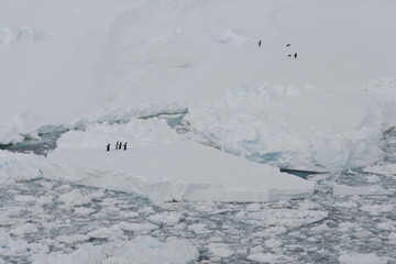 Fototapeta na wymiar Penguins on drifting ice and Tabular icebergs, Weddell Sea, Antarctica