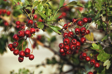 Hawthorn berries
