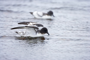 Pintado or Cape Petrel (Daption capense) on the ocean surface, Brown Bluff, Antarctica