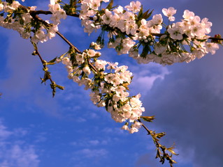 Kirschblüten im Frühling